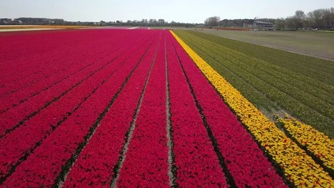 Tulip Field Aerials in Springtime Bloom 스톡 동영상 90054527