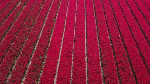 Tulip Field Aerials in Springtime Bloom 스톡 동영상 90054680