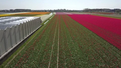 Tulip Field Aerials in Springtime Bloom 스톡 동영상 90054884