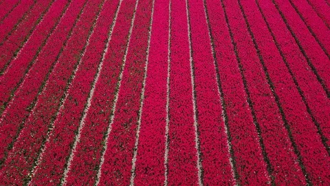 Tulip Field Aerials in Springtime Bloom 스톡 동영상 90055071