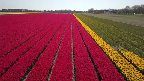 Tulip Field Aerials in Springtime Bloom 스톡 동영상 90055792