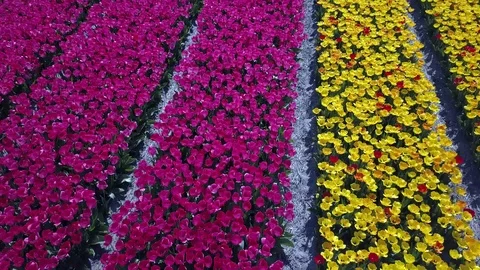 Tulip Field Aerials in Springtime Bloom 스톡 동영상 90056233