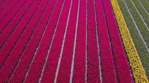 Tulip Field Aerials in Springtime Bloom 스톡 동영상 90056352