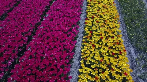 Tulip Field Aerials in Springtime Bloom 스톡 동영상 90056380