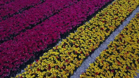 Tulip Field Aerials in Springtime Bloom 스톡 동영상 90056503