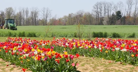 Tulip Field  and Tractor 動画素材 89570152
