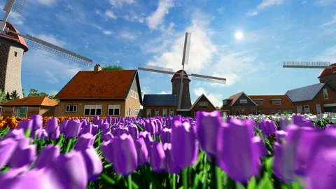 Tulip field and wind mill Video stock 111188622