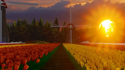 Tulip field and wind mill at sunset Stock Footage 162887331