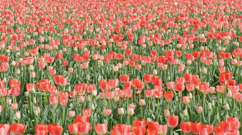Tulip field background Stock Footage 49669800