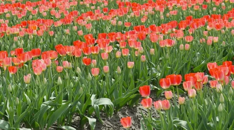 Tulip field background Stock Footage 49669803