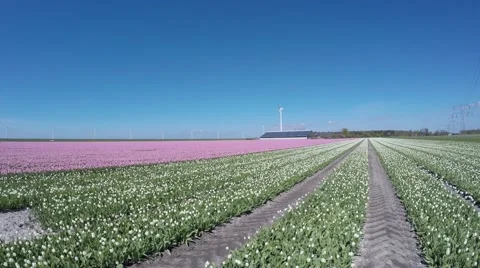Tulip field camera pan blue-sky background beautfiul pink and white flowers 4k Stock Footage 62821487