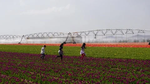 Tulip field with children- Stock Footage 282176569