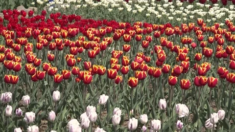 Tulip field different types of tulips. 스톡 동영상 145798934