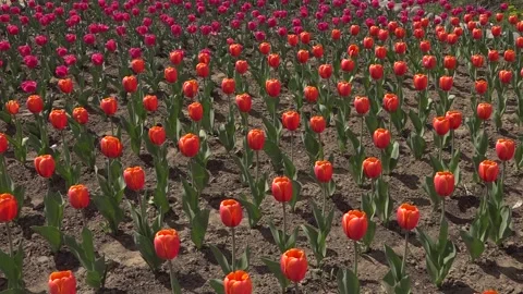 Tulip field different types of tulips. 스톡 동영상 145799039