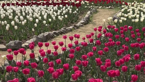 Tulip field different types of tulips. 스톡 동영상 145799172