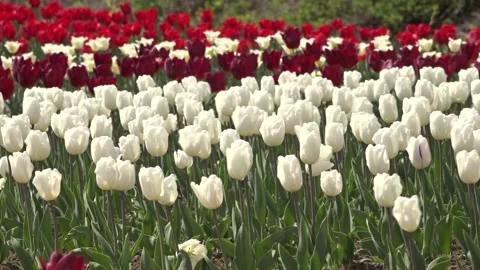 Tulip field different types of tulips. 스톡 동영상 145799225
