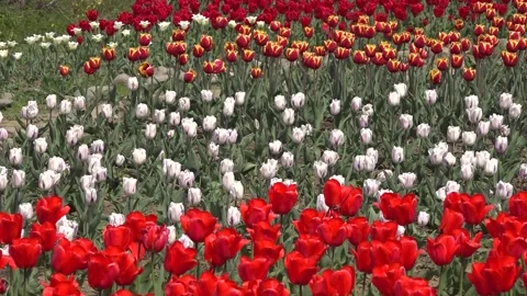 Tulip field different types of tulips. 스톡 동영상 145799249