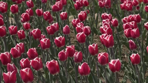 Tulip field different types of tulips. 스톡 동영상 145799261