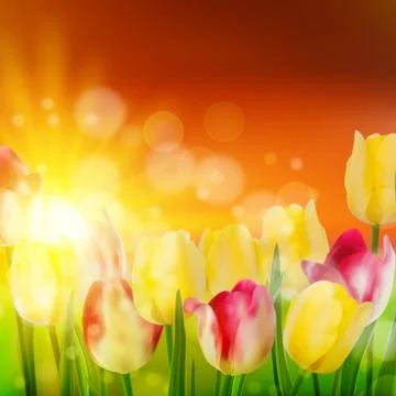 Tulip Field during Sunset. EPS 10 Stock Illustration