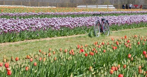 Tulip Field Farm Stock Footage 89569005