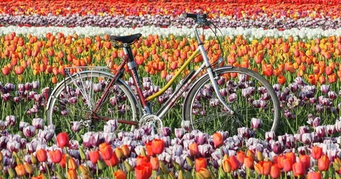 Tulip Field Farm Stock Footage 89572228
