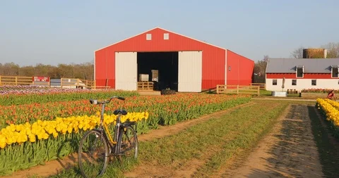 Tulip Field Farm 動画素材 89663016