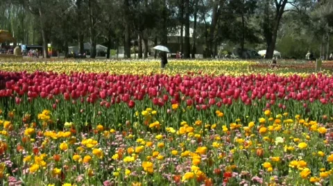 Tulip field Video stock 478929
