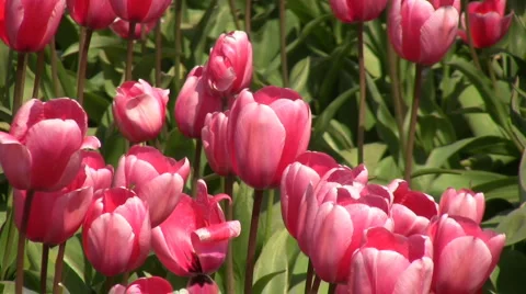Tulip Field Stock Footage 3779395