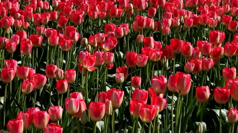 Tulip Field Stock Footage 3879766
