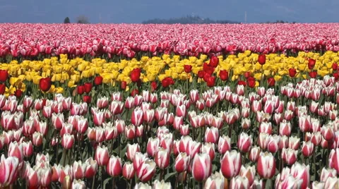 Tulip field Stock Footage 4135116