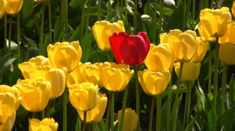 Tulip Field Stock Footage 4167093