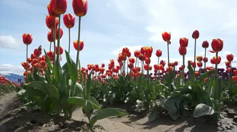 Tulip Field Stock Footage 10915122