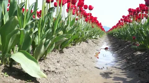 Tulip Field Stock Footage 10915134