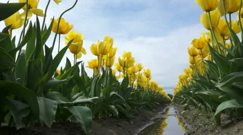 Tulip field Stock Footage 10915642