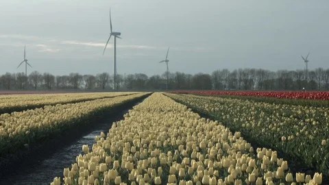 Tulip field Video stock 74551665