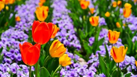 Tulip field Stock Footage 127949226
