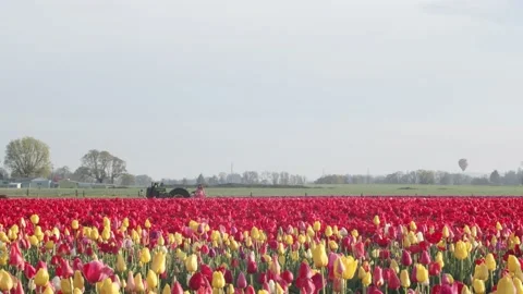Tulip Field Stock Footage 200850285