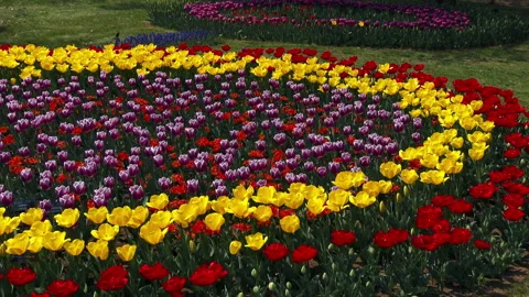 Tulip Field Video stock 327670180