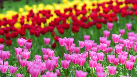 Tulip Field Vídeo Stock 330616984