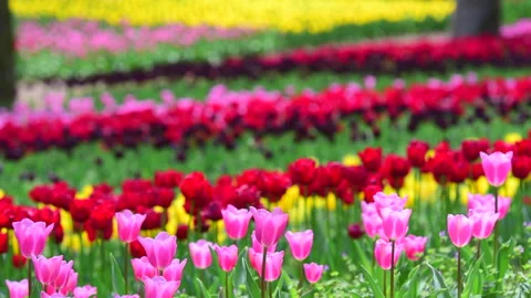 Tulip Field 스톡 동영상 330617254