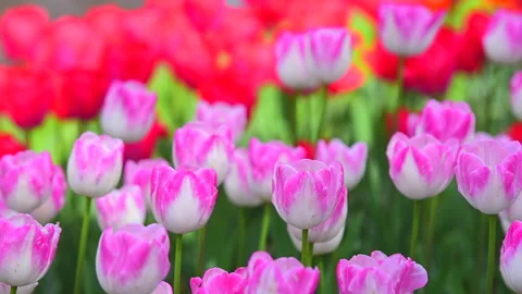 Tulip Field Stock Footage 330617424