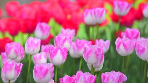 Tulip Field Vídeo Stock 330617439