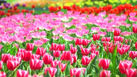 Tulip Field Vídeo Stock 330664395