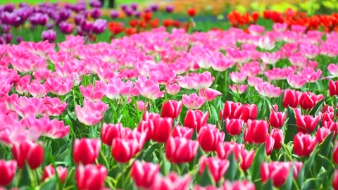 Tulip Field Vídeos de archivo 330664427