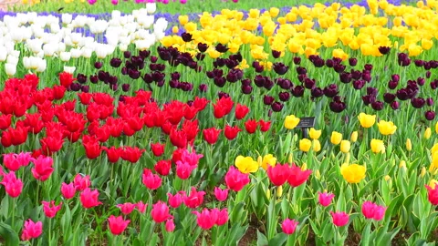 Tulip Field 스톡 동영상 330664658