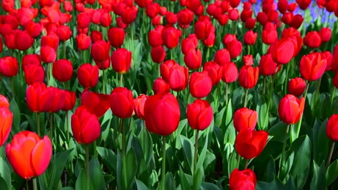 Tulip Field 스톡 동영상 330664978