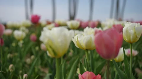Tulip Field in Full Bloom, Showcasing Natures Vibrant and Colorful Beauty Stock Footage 306846727