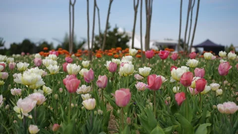 Tulip Field in Full Bloom Showcasing a Variety of Seasonal Blossoms and Colors Stock Footage 306847029