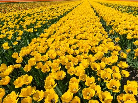 Tulip field in holland Foto stock