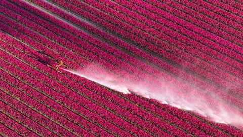 Tulip field with irrigation in Netherlands Stock Footage 339769405